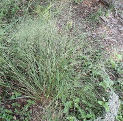 Eragrostis trichodes