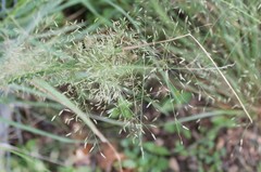 Eragrostis trichodes