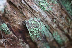 Cladonia