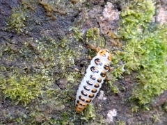 Scaphidomorphus bosci