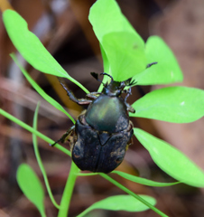Euphoria submaculosa