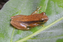 Dendropsophus nanus