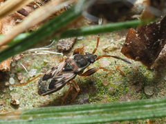 Scolopostethus thomsoni