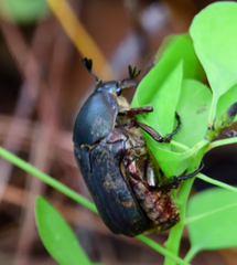 Euphoria submaculosa
