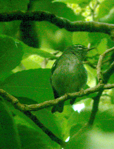 Plumbeous Warbler (Setophaga plumbea), photo 3
