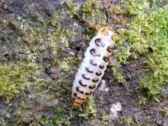 Scaphidomorphus bosci