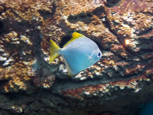 Diamondfish