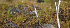 Trichostomum brachydontium