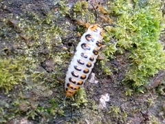 Scaphidomorphus bosci