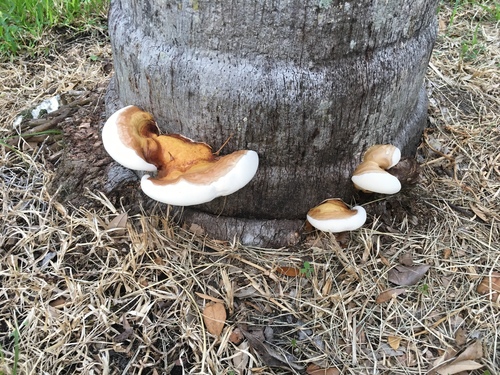 Ganoderma zonatum