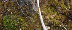 Trichostomum brachydontium