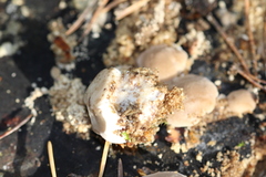Fungi