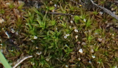 Trichostomum brachydontium