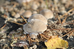 Fungi