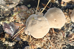Fungi