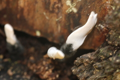 Xylaria hypoxylon