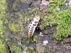 Scaphidomorphus bosci