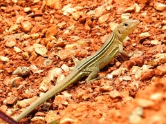 Cnemidophorus lemniscatus