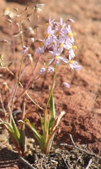 Cyanella hyacinthoides