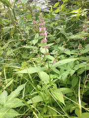 Stachys latidens