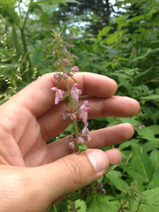 Stachys latidens