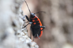 Pyrrhocoris apterus
