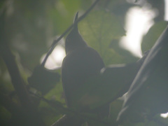 Cinclocerthia ruficauda