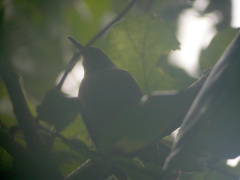 Cinclocerthia ruficauda