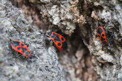 Pyrrhocoris apterus