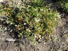 Delosperma inconspicuum