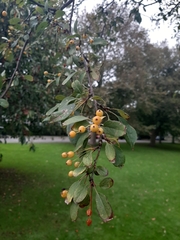 Crataegus mexicana