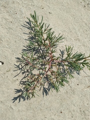 Suaeda acuminata