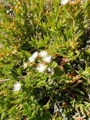 Delosperma inconspicuum