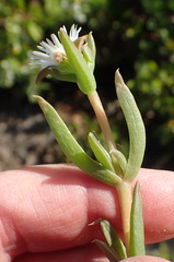 Delosperma inconspicuum