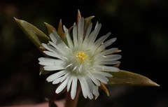 Delosperma inconspicuum