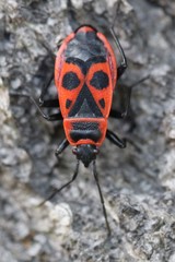 Pyrrhocoris apterus
