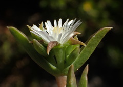 Delosperma inconspicuum