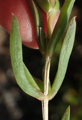 Delosperma inconspicuum