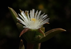 Delosperma inconspicuum