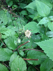Rugelia nudicaulis