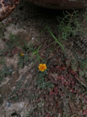 Melampodium linearilobum