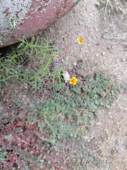 Melampodium linearilobum