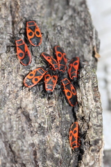 Pyrrhocoris apterus