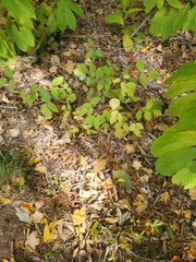 Asimina triloba