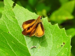 Anthoptini