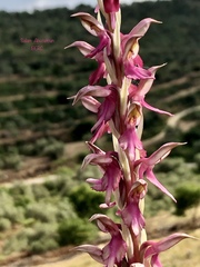 Anacamptis sancta