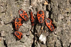 Pyrrhocoris apterus