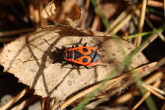 Pyrrhocoris apterus