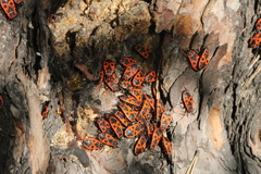 Pyrrhocoris apterus