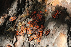 Pyrrhocoris apterus